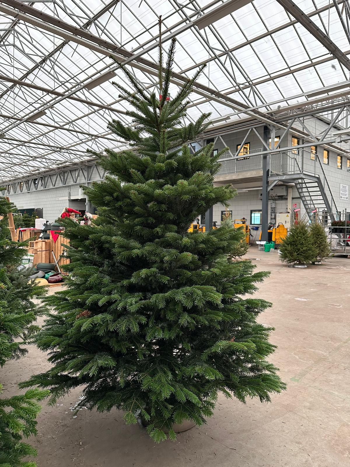 Nordmann 250 - 300 cm PREMIUM kwaliteit