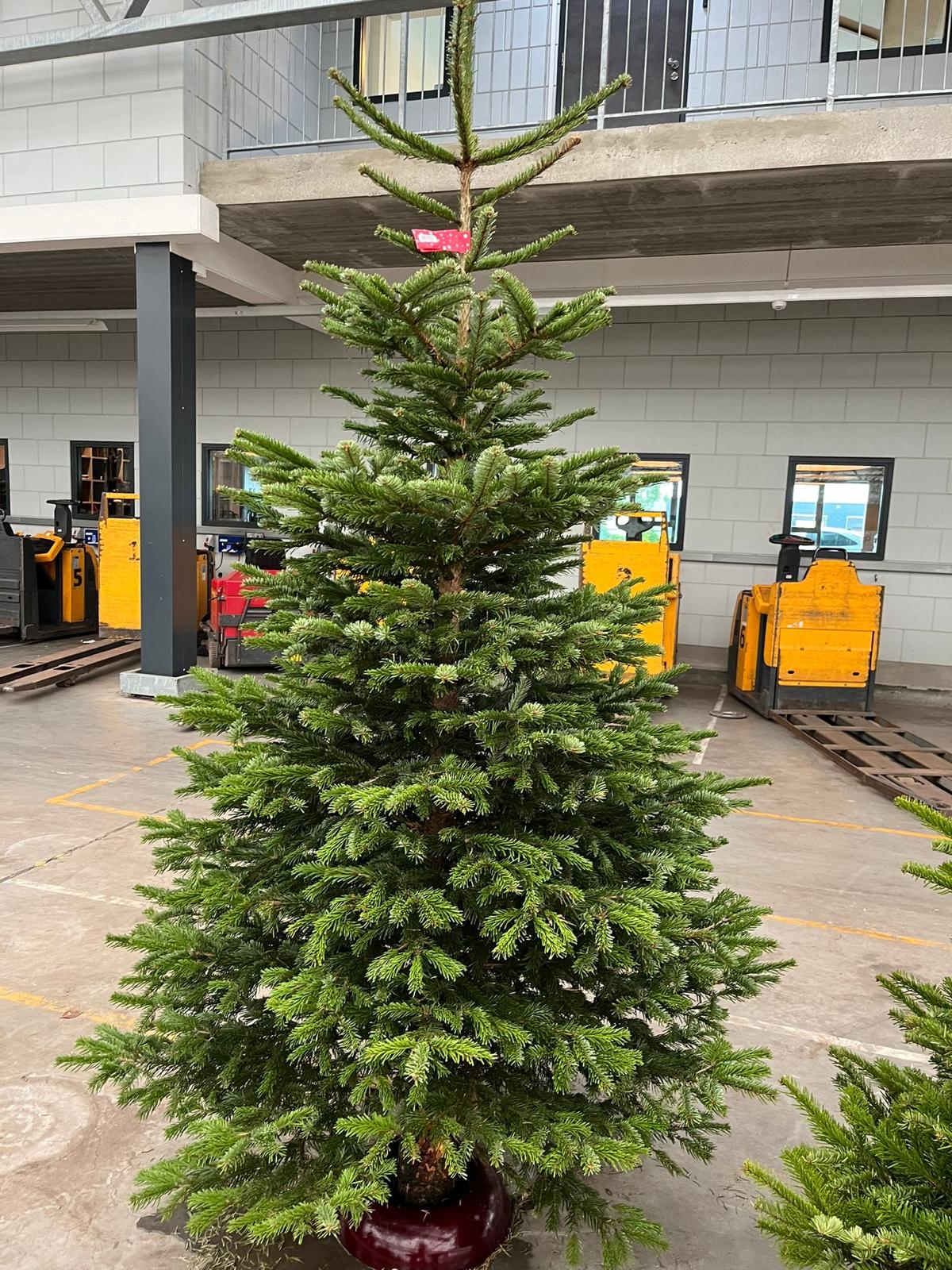 Nordmann Premium Kerstbomen